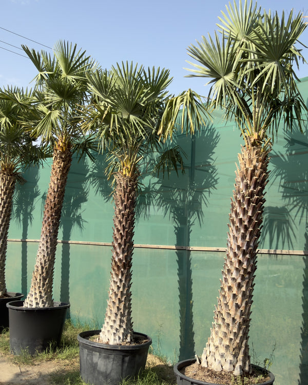 Copernicia alba Palm