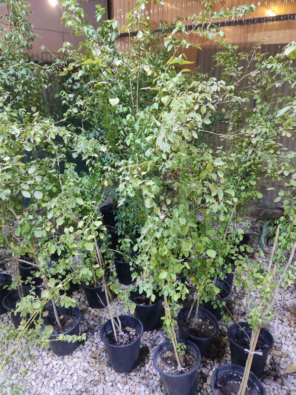 Sisham / Indian Rosewood (Dalbergia sissoo)