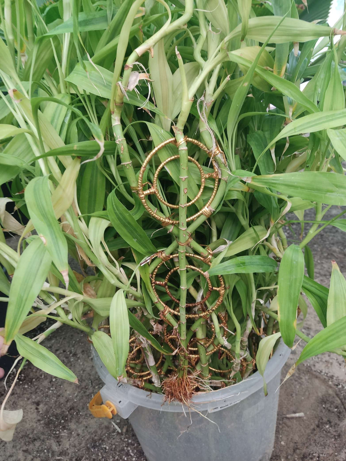 Bamboo Design