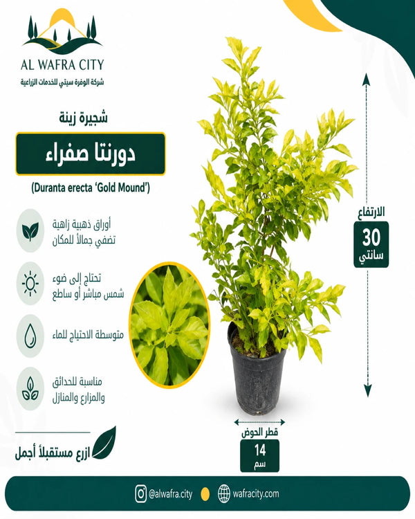 دورانتا صفراء