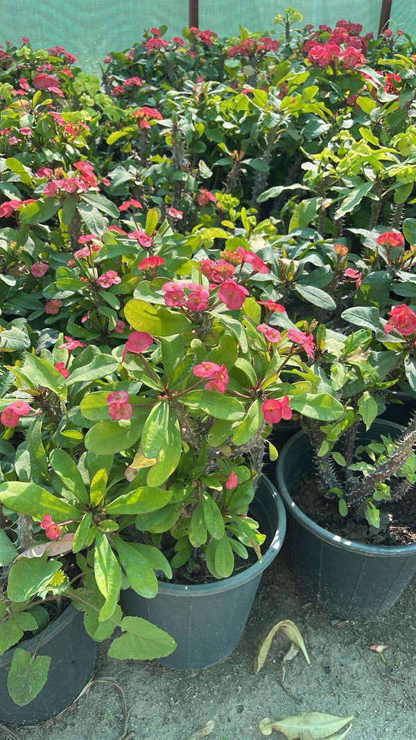 Crown of Thorns (Euphorbia milii)