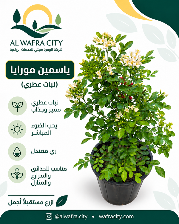 ياسمين مورايا