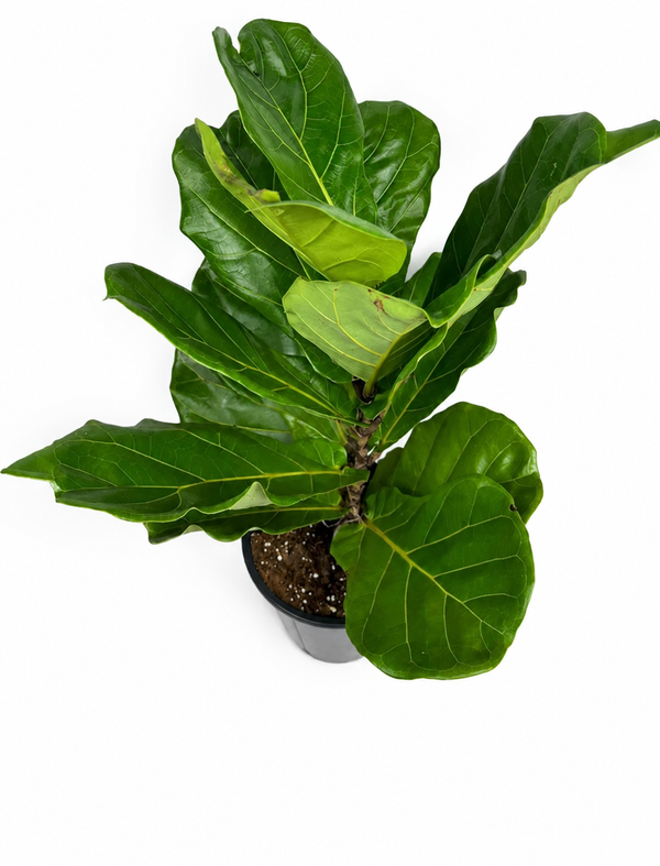 Ficus Lyrata (Ficus lyrata)