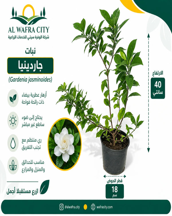 الجاردينيا