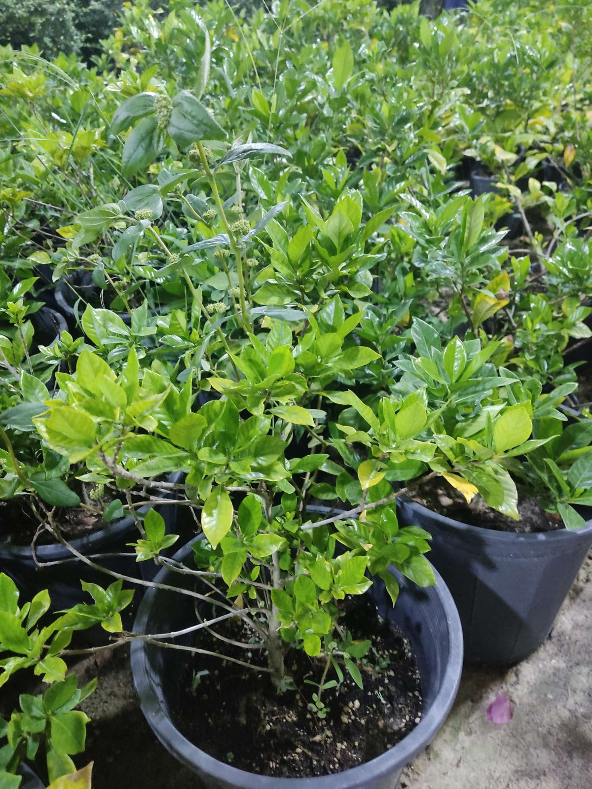 Gardenia (Gardenia jasminoides)