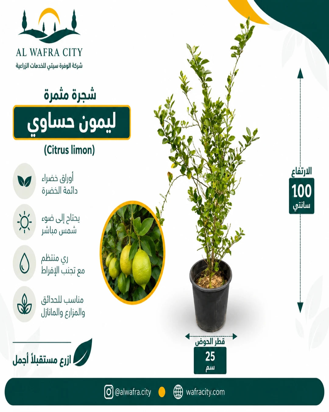 Hasawi Lemon Tree (Citrus limon)