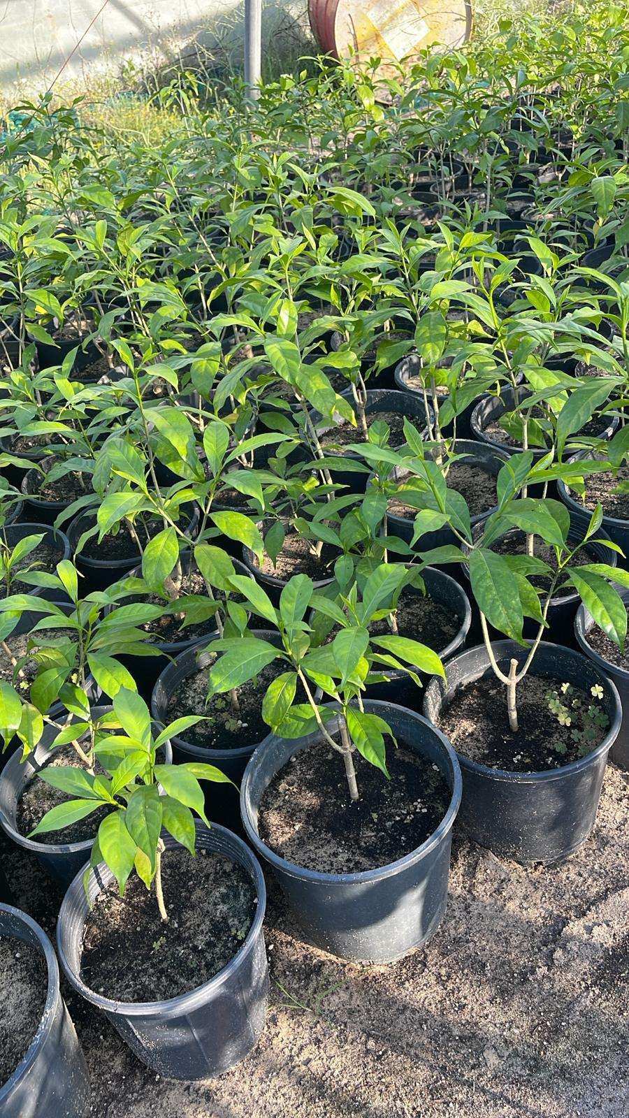Spanish Jasmine (Jasminum grandiflorum)