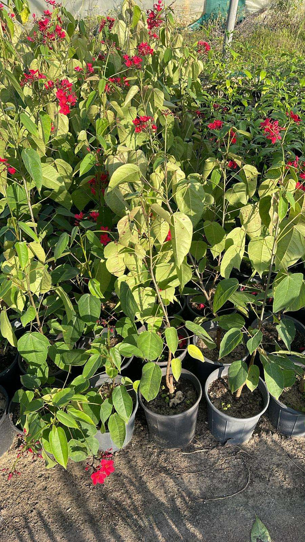 Jatropha