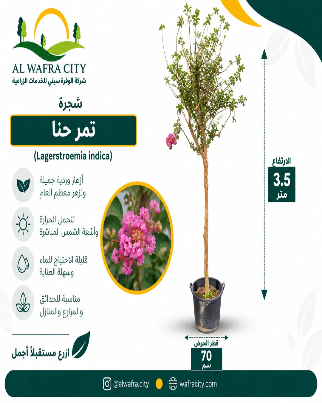 شجرة تمر حنا