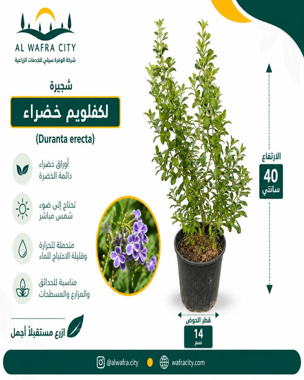 لكفليوم خضراء