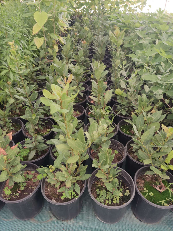 Laurus nobilis (Bay Laurel)