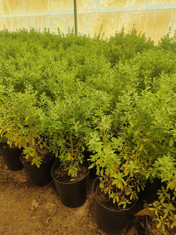 Leucophyllum