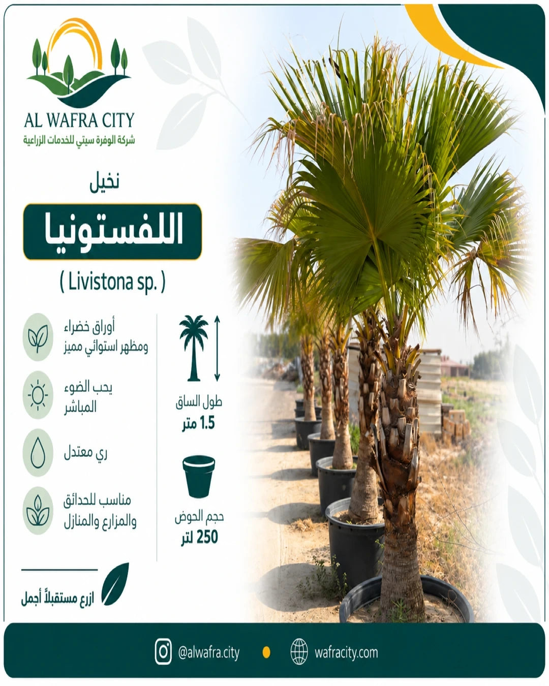 Livistona Palm (Livistona sp.)