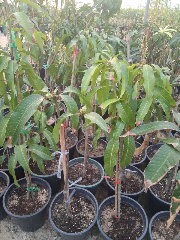 Thai Mango