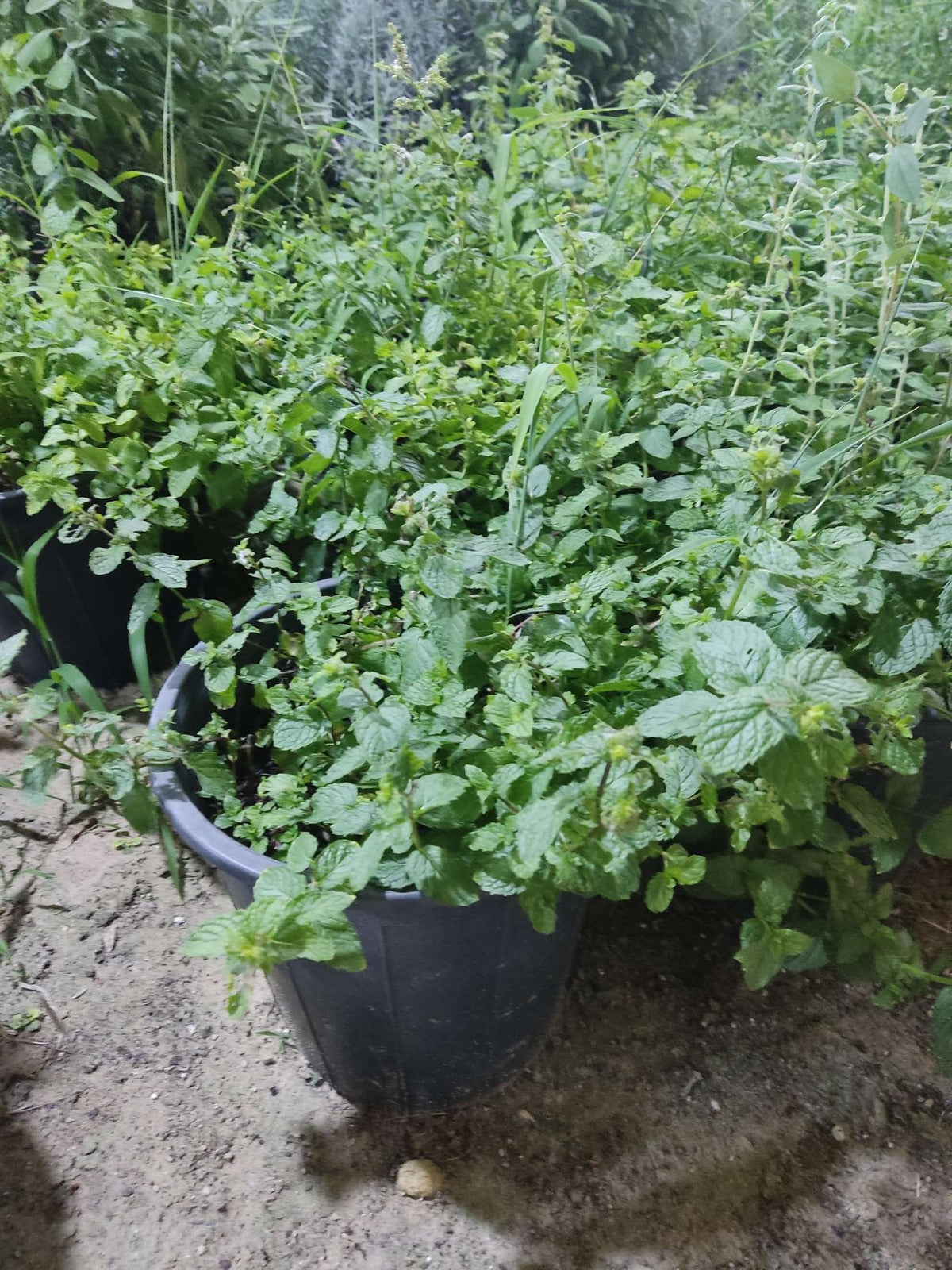 Mint (Mentha spicata)