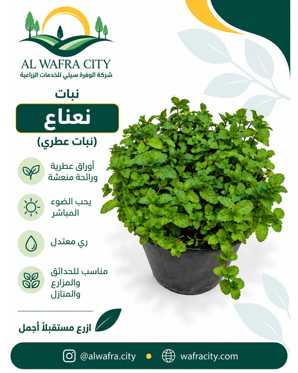 النعناع
