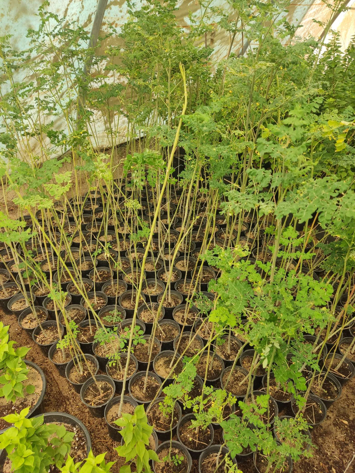 Moringa (Moringa oleifera)