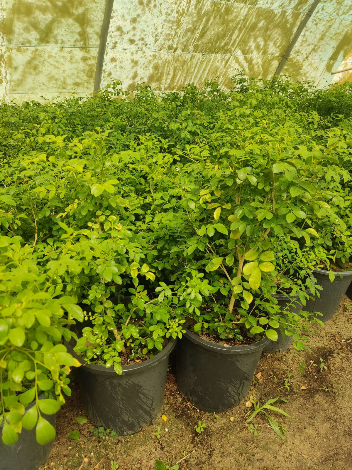 Murraya / Orange Jasmine (Murraya paniculata)
