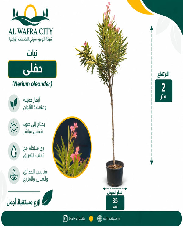 الدفلة