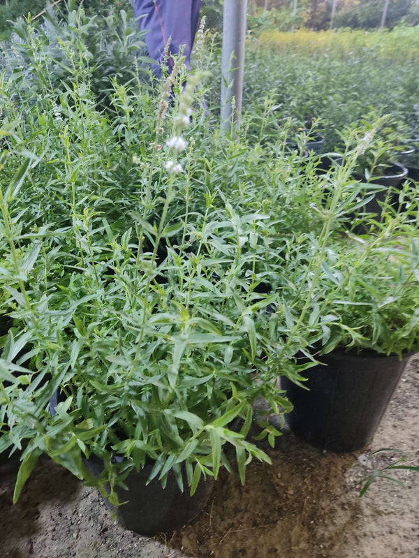 Basil / Habaq (Ocimum basilicum)