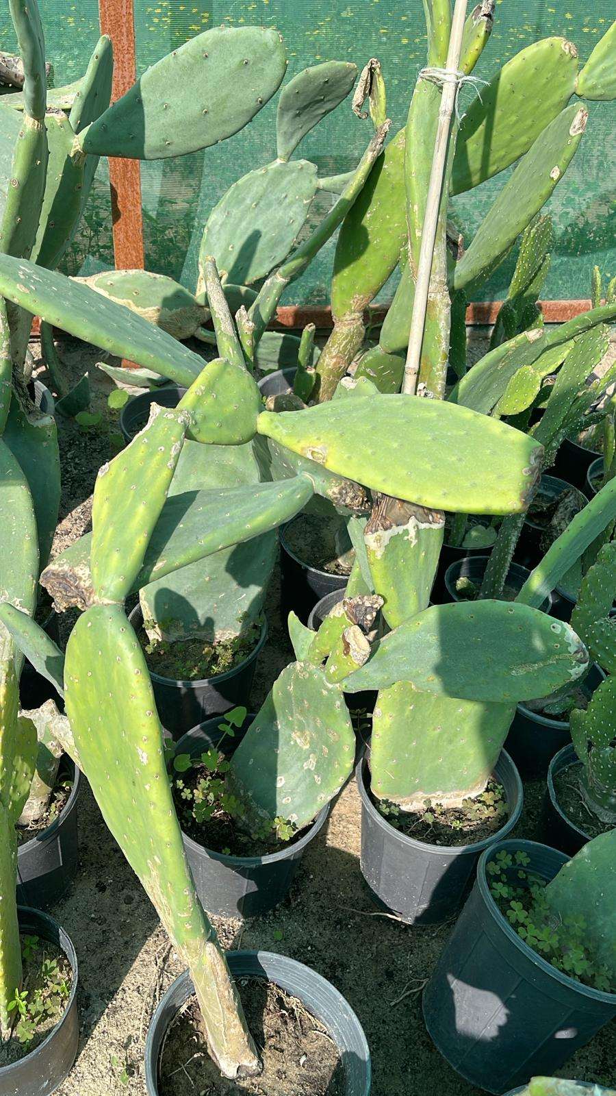 Prickly Pear (Opuntia ficus-indica)