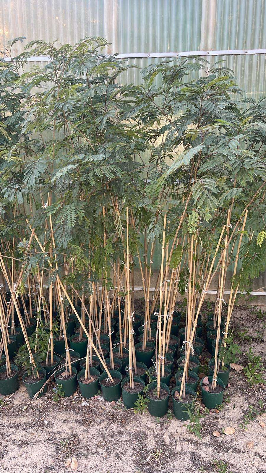 Peltophorum / Yellow Poinciana (Peltophorum pterocarpum)