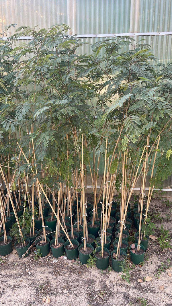 Peltophorum / Yellow Poinciana (Peltophorum pterocarpum)