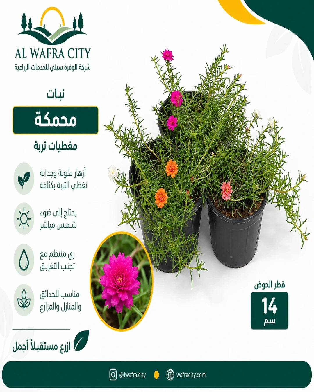 Moss Rose — Mahmaka (Portulaca grandiflora)