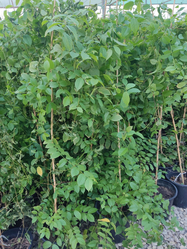 Quisqualis indica
