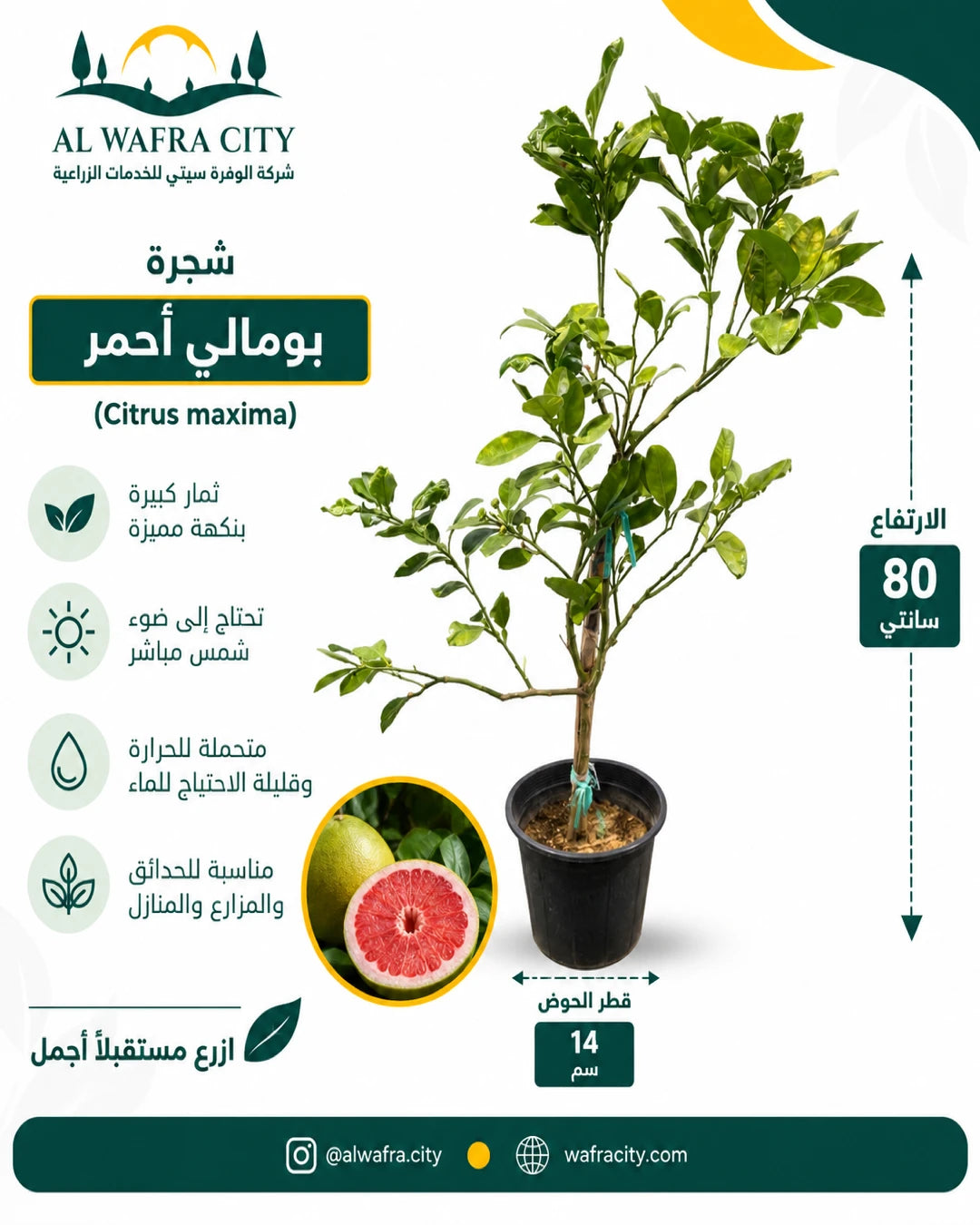 Red Pomelo Tree (Citrus maxima)