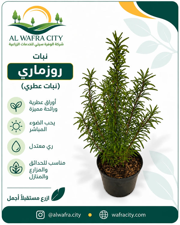 روز ماري