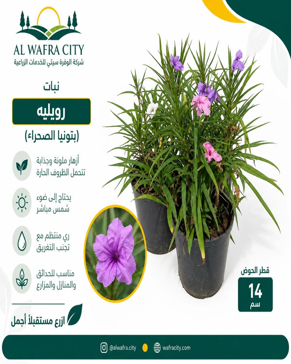 رويليه (بتونيا الصحراء)