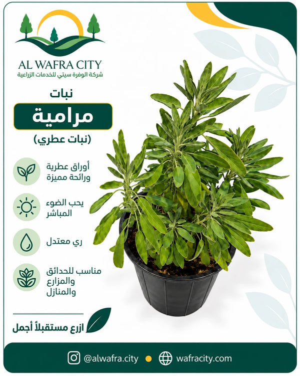 المرامية