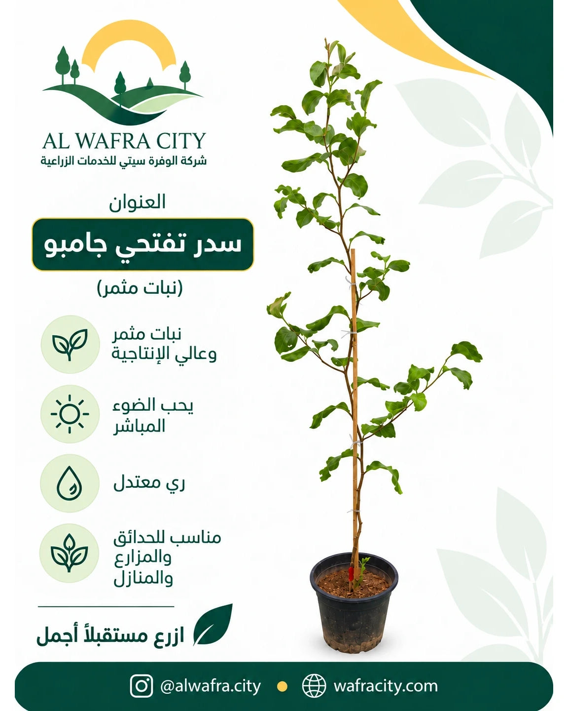 سدر تفاحي جامبو