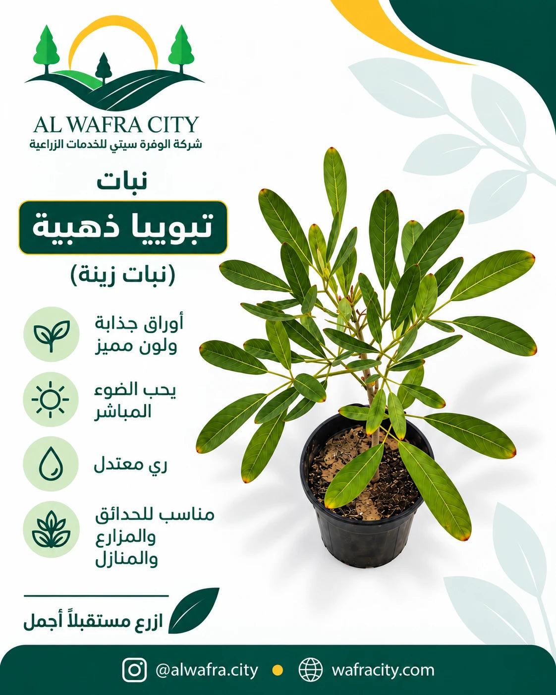 تبويا ذهبية