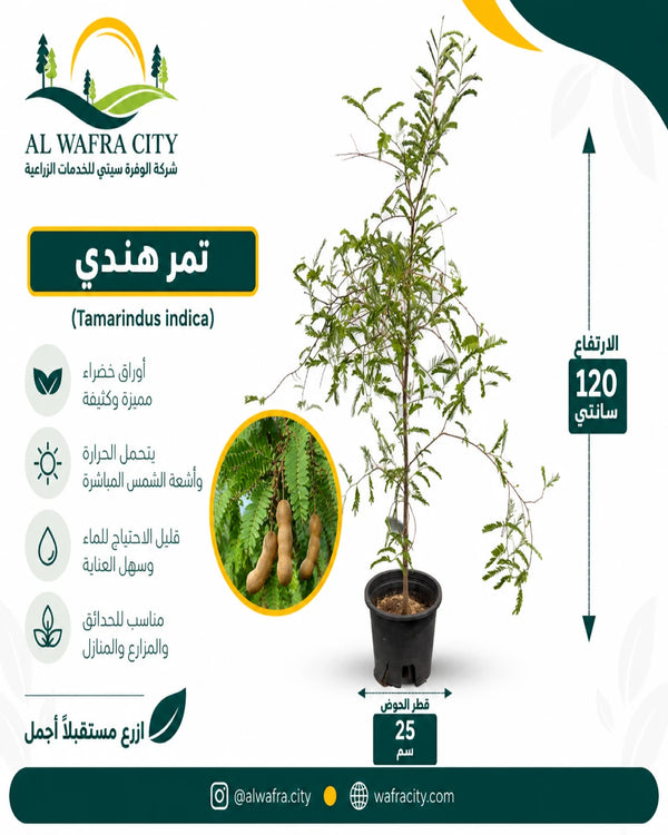 تمر هندي
