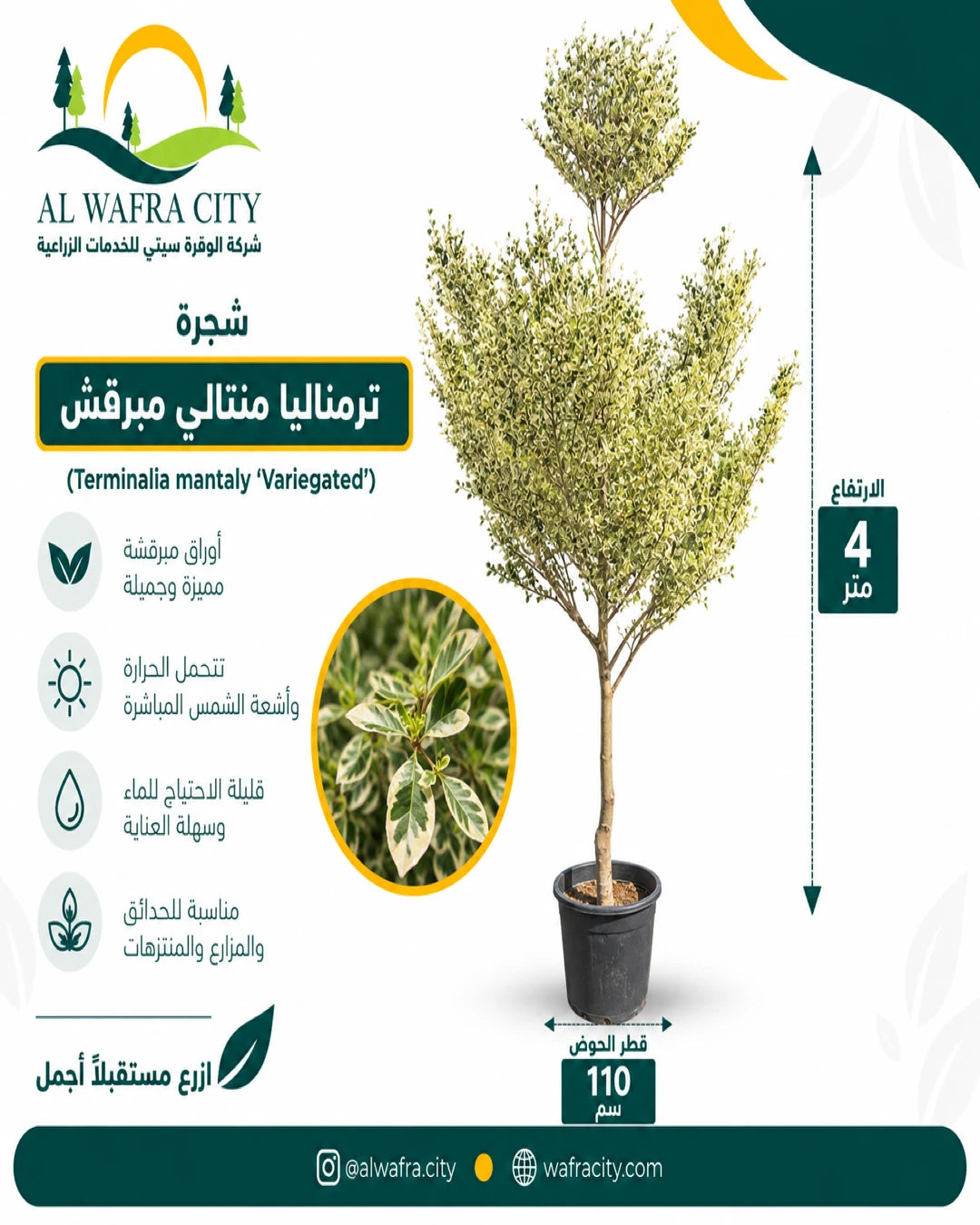 شجرة ترمناليا منتالي مبرقش