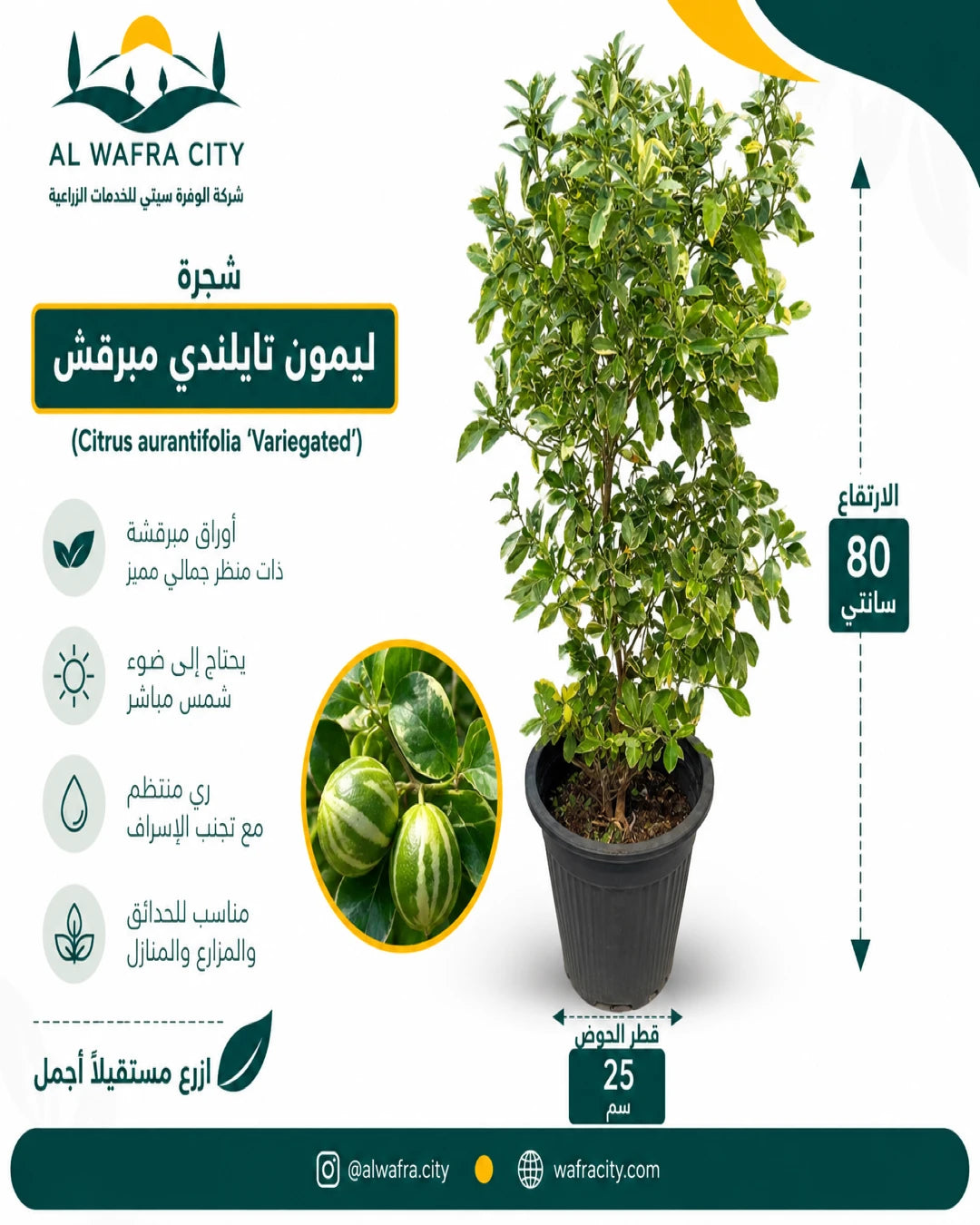 شجرة ليمون تايلندي مبرقش