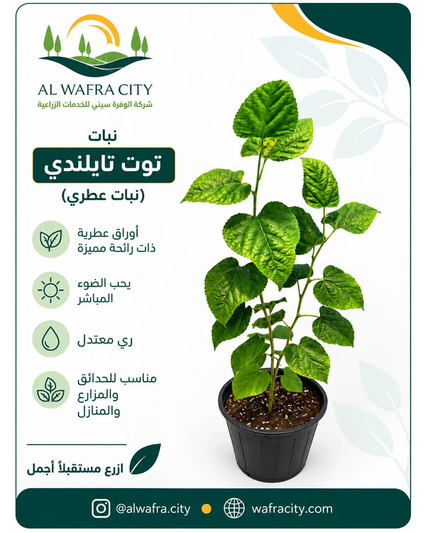نبات التوت التايلندي