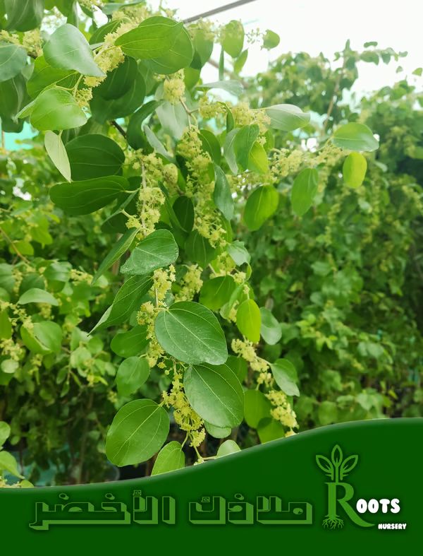 سدر كويتي ممتاز
