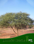 طلح السلم