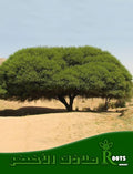 طلح نجدي