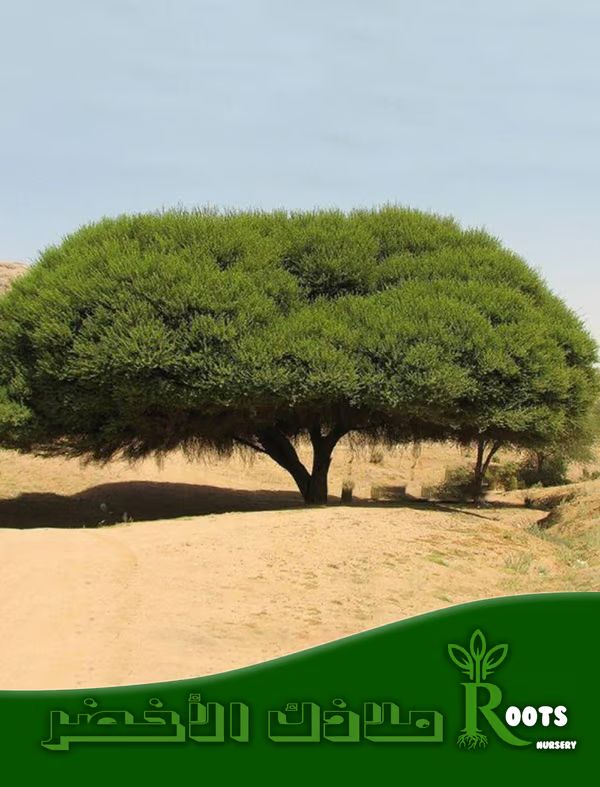 طلح نجدي