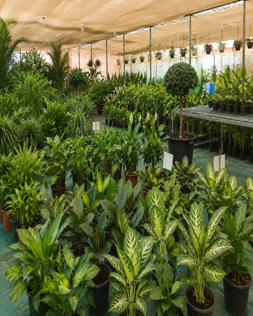 Indoor plants