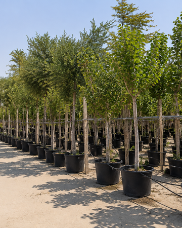 Outdoor plants