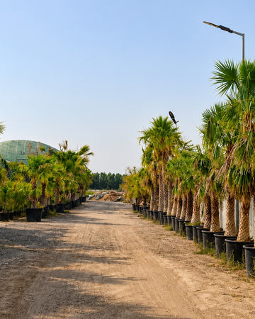 Palms