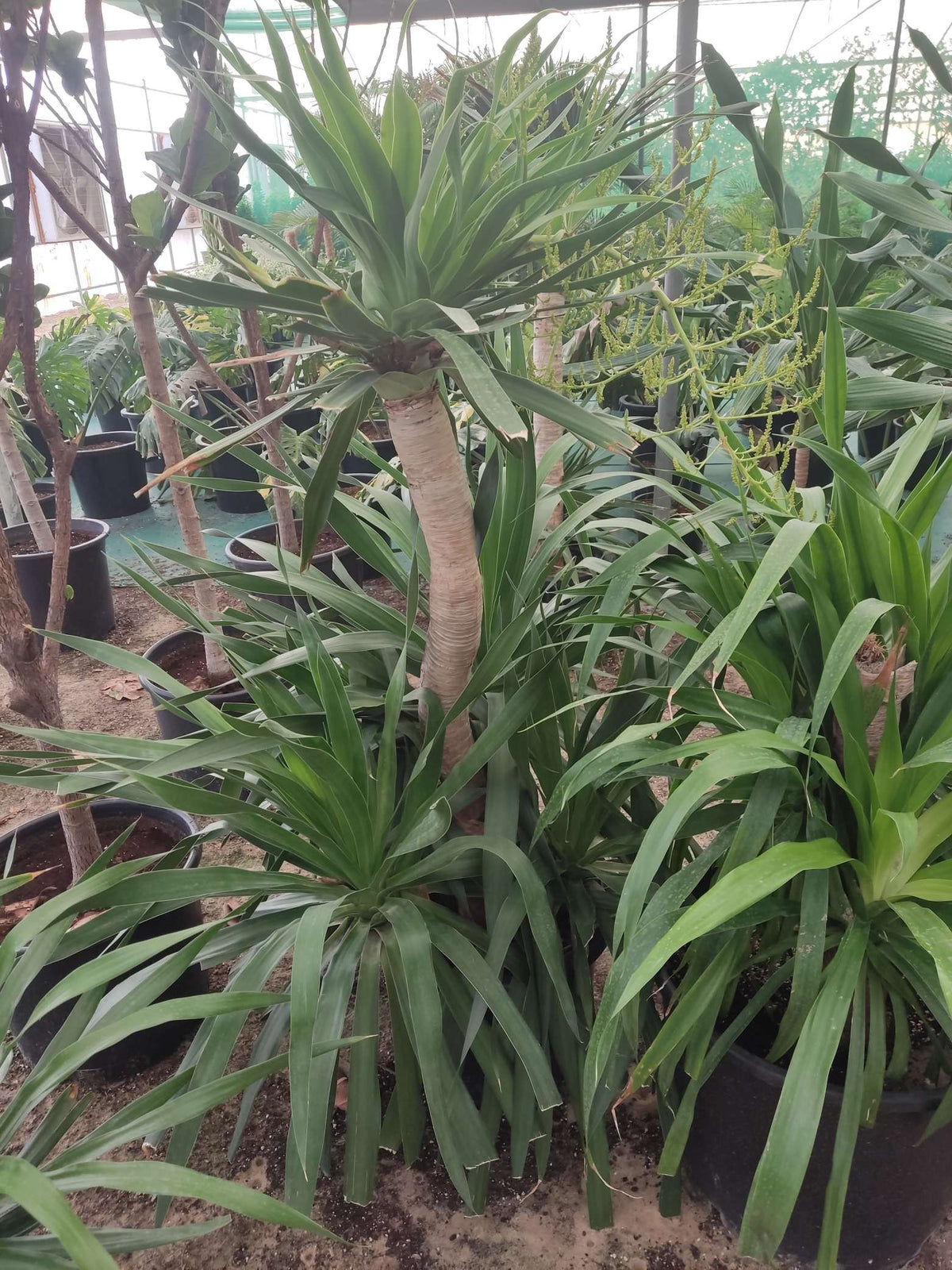 Yucca (Yucca gigantea)