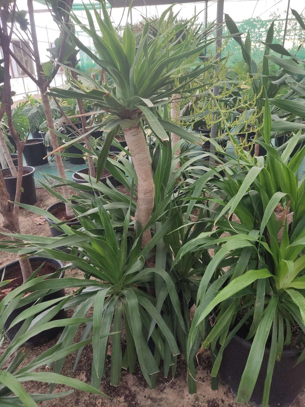 Yucca (Yucca gigantea)