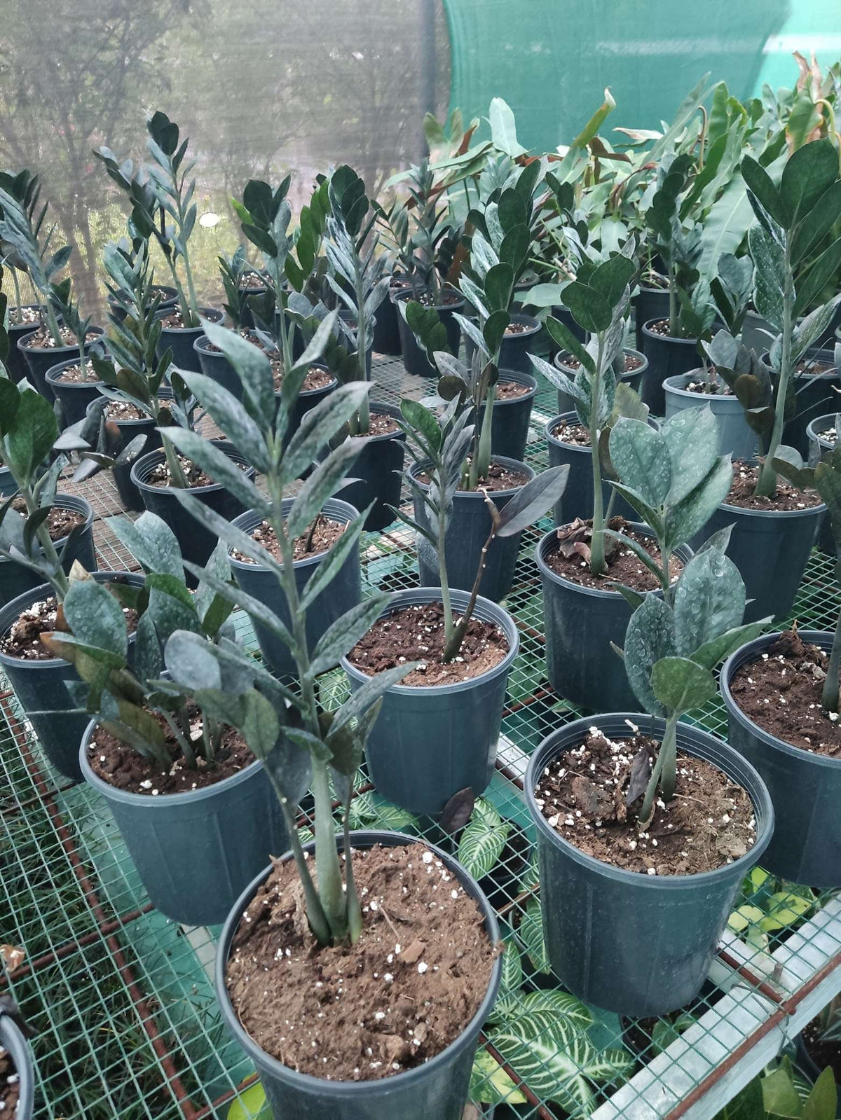 Black Zamia (Zamioculcas zamiifolia Raven)