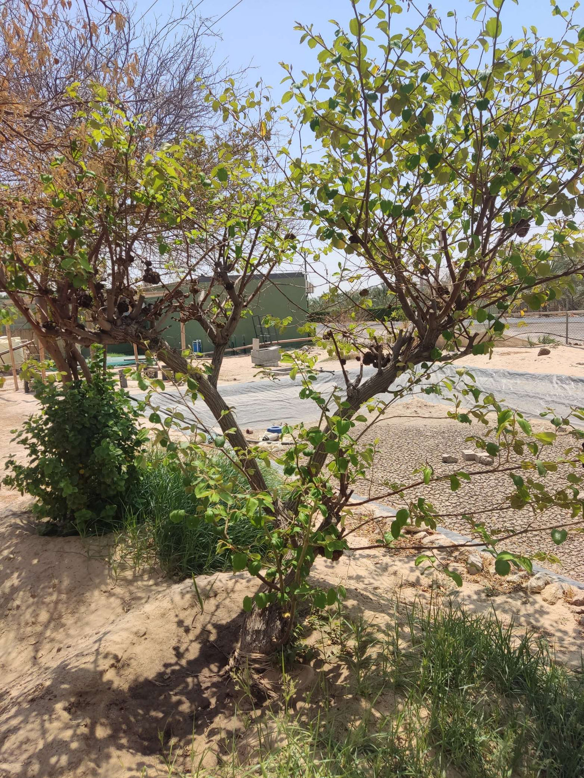 Sidr / Nabq (Ziziphus spina-christi)